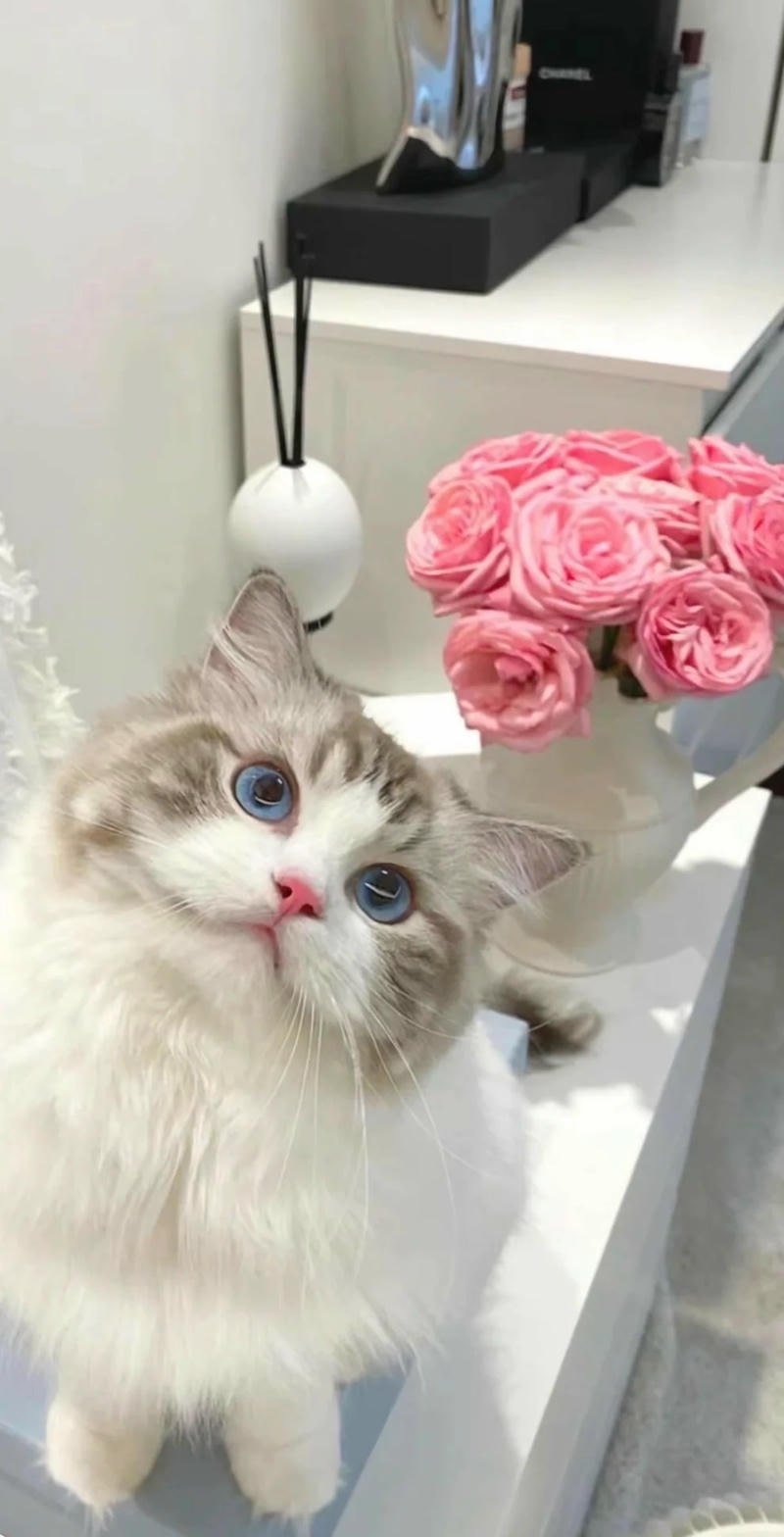 Tải về hình nền mèo miễn phí