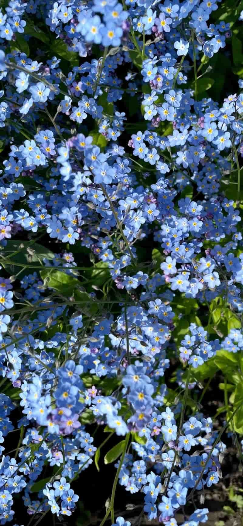 Tổng hợp hình nền hoa chất lượng