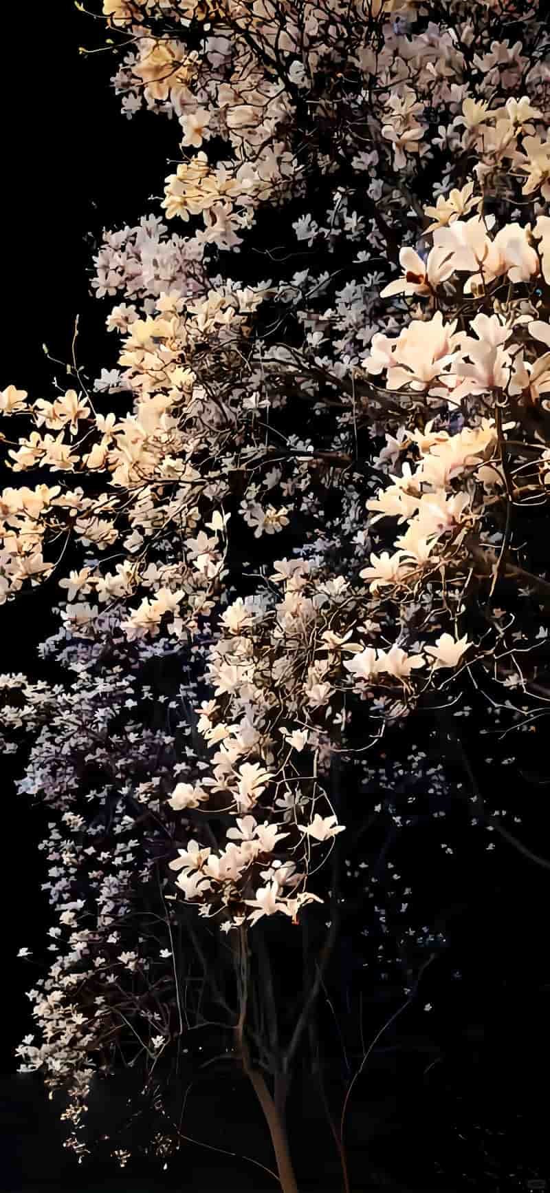 Tổng hợp hình nền iphone 15 chất lượng