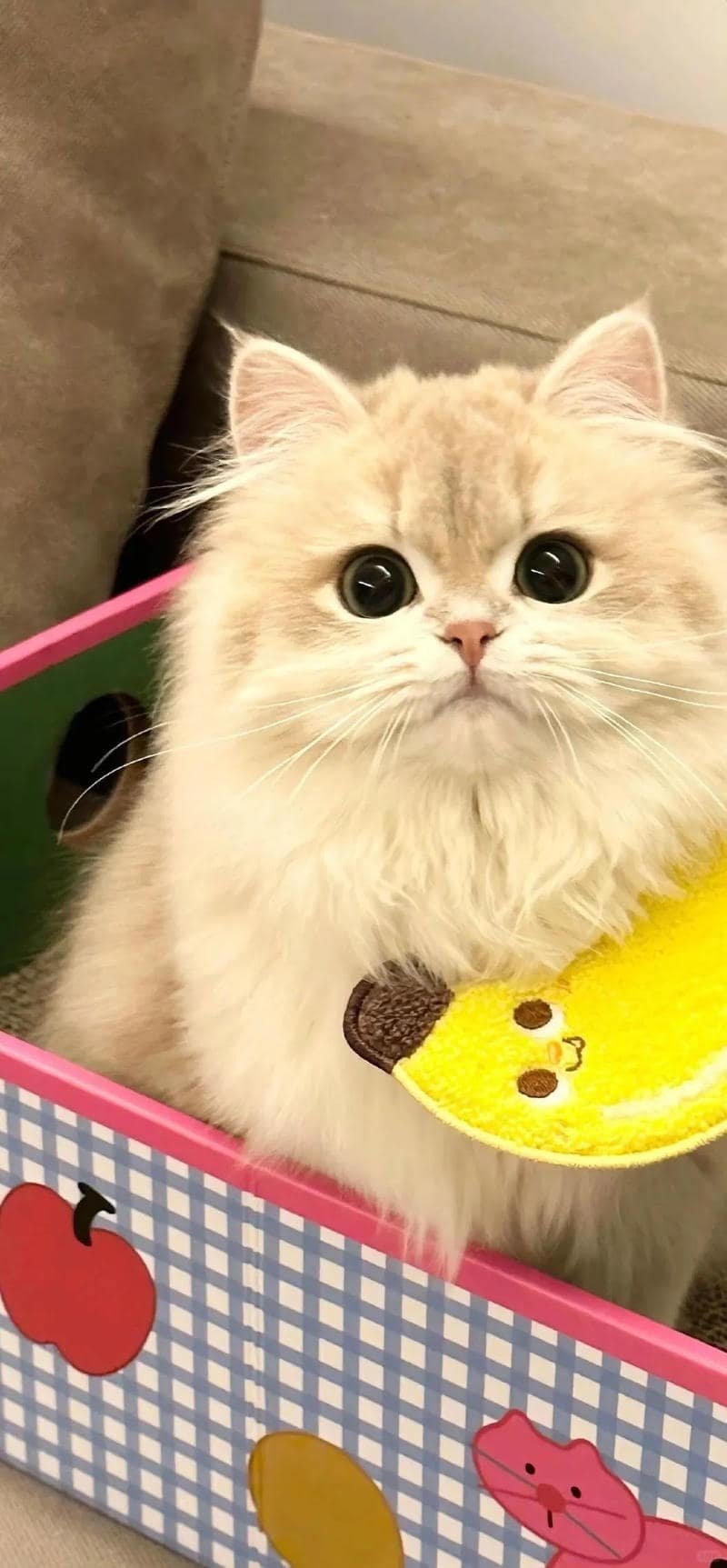 Tuyển chọn hình nền mèo thu hút