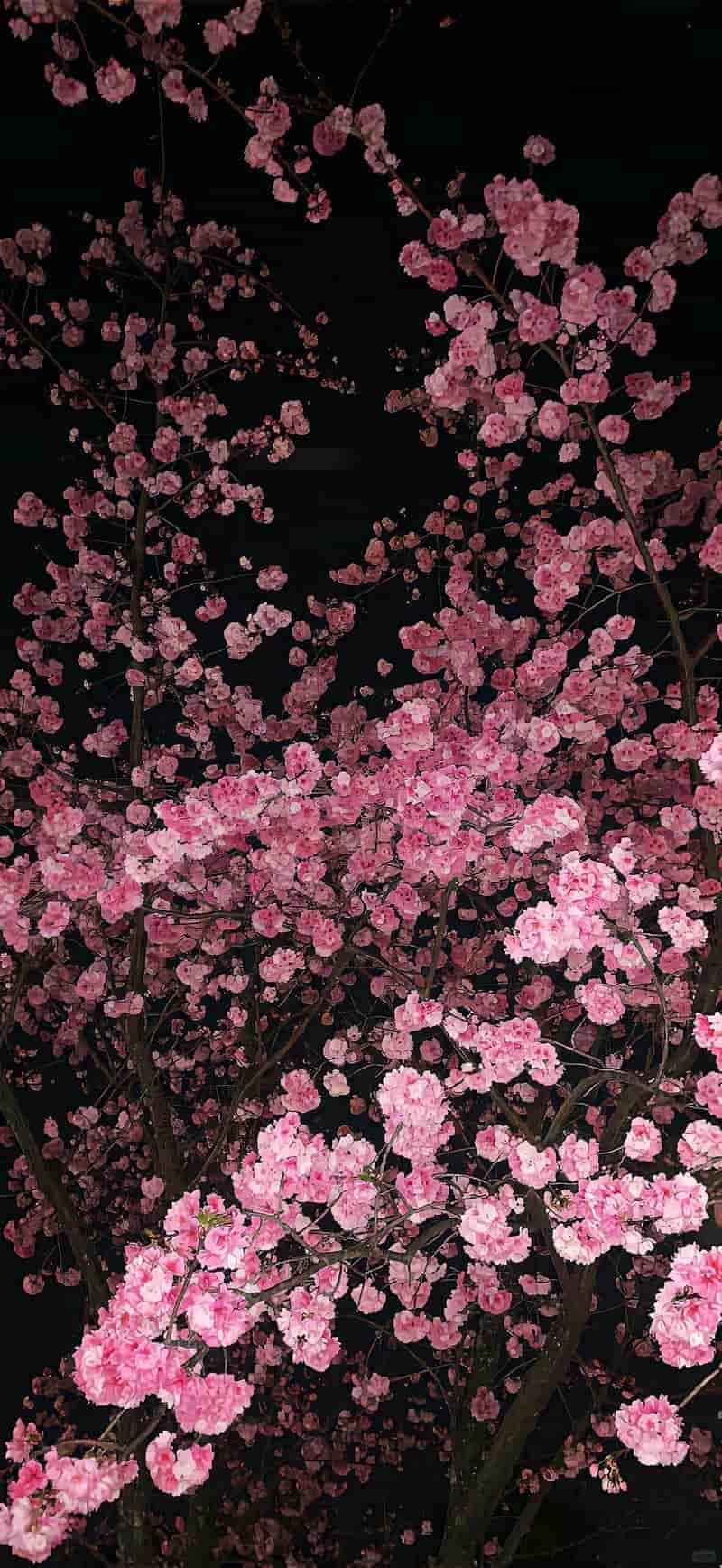 Xem bộ hình nền hoa miễn phí