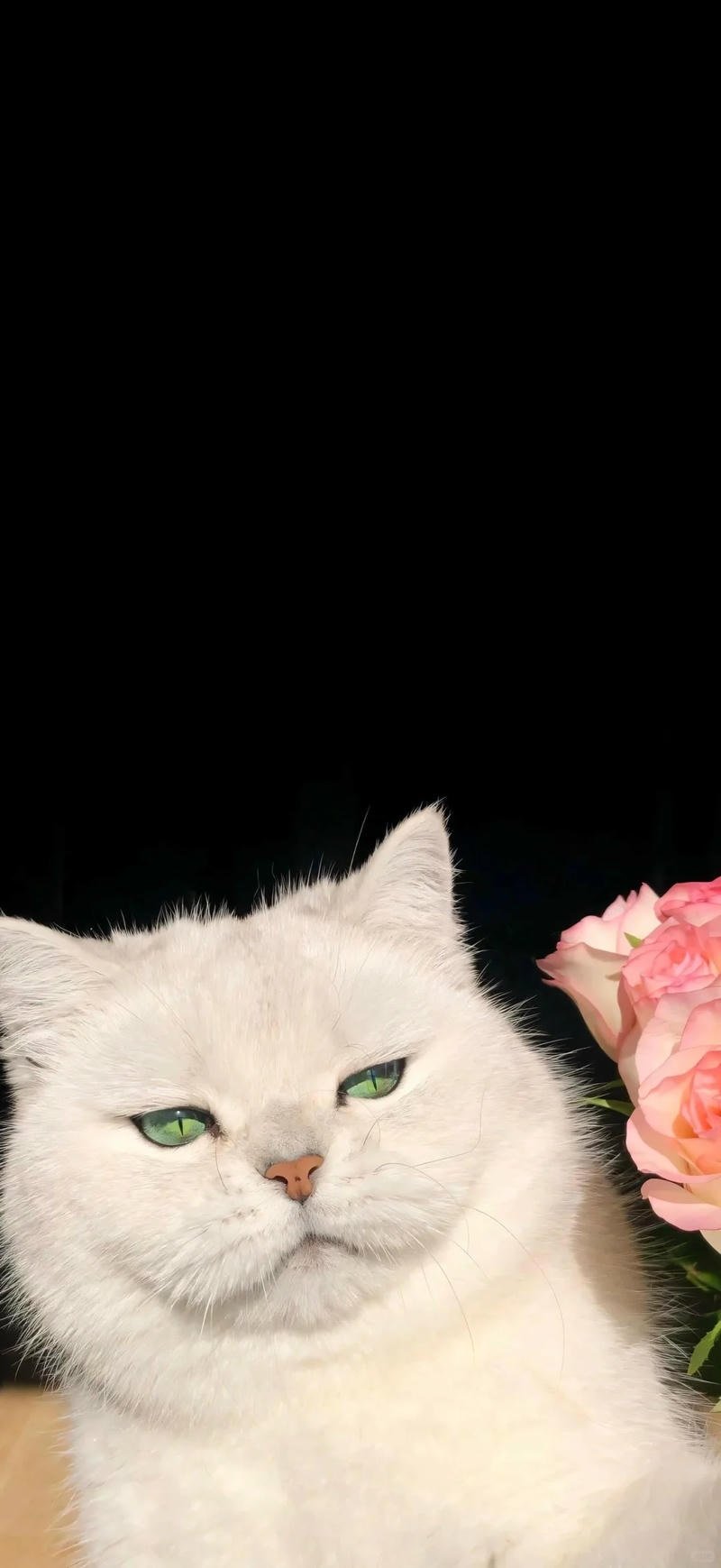 Xem bộ hình nền mèo miễn phí