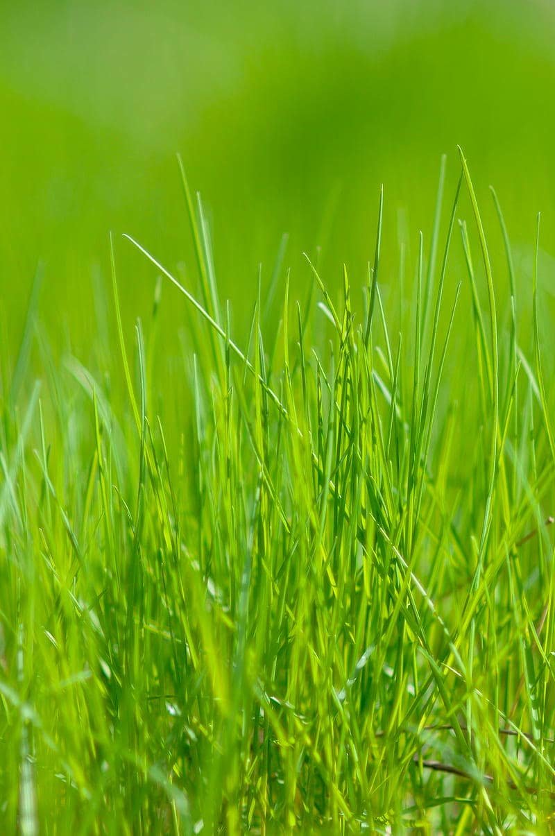 Xem hình nền đồng cỏ đẹp