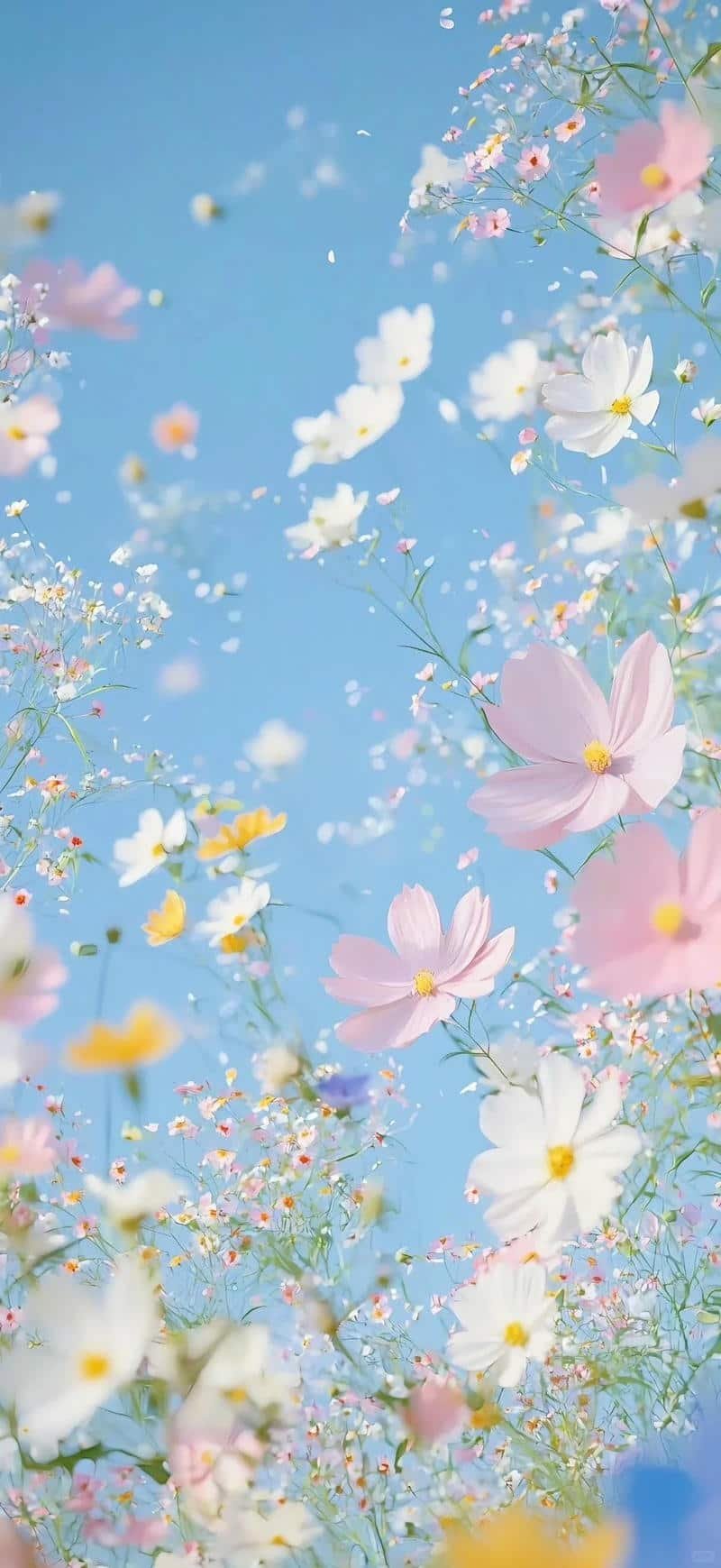 Xem hình nền hoa chất lượng cao