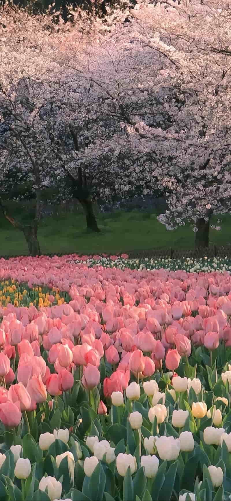 Xem hình nền hoa chất lượng