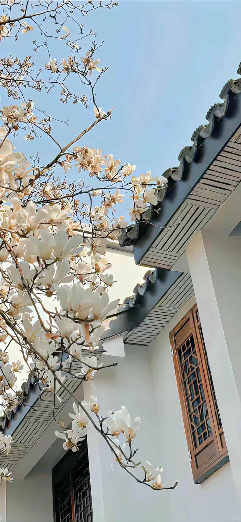 Xem hình nền hoa đẹp