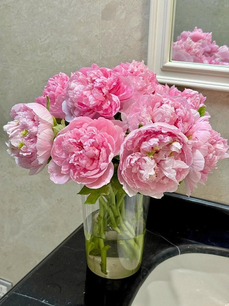 Xem hình nền hoa mẫu đơn chất lượng