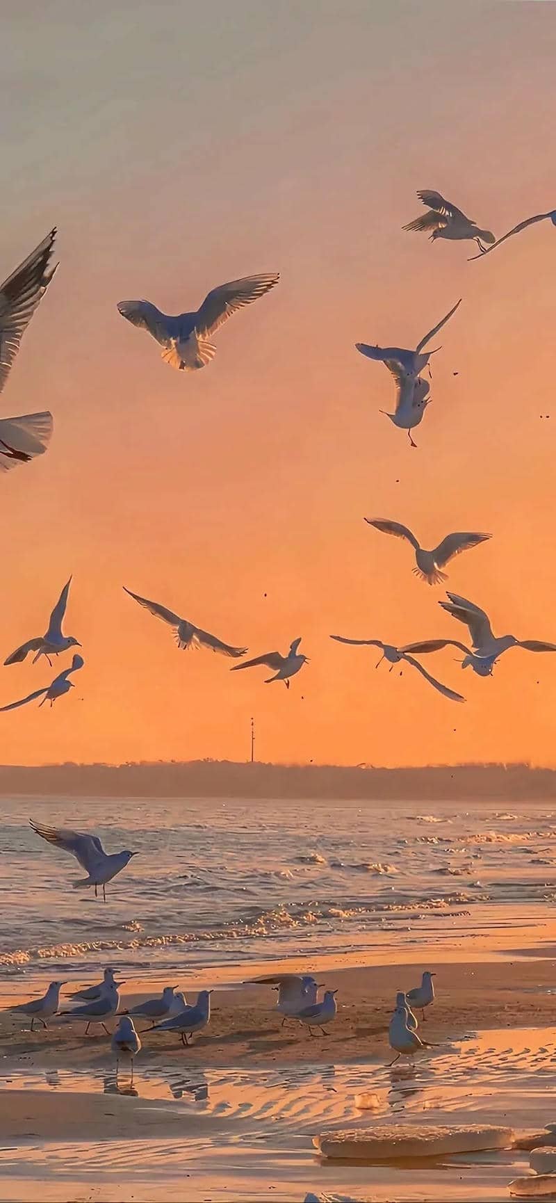 Xem hình nền iphone 15 chất lượng cao