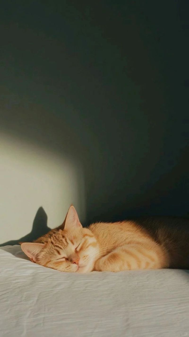 Xem hình nền mèo chất lượng cao