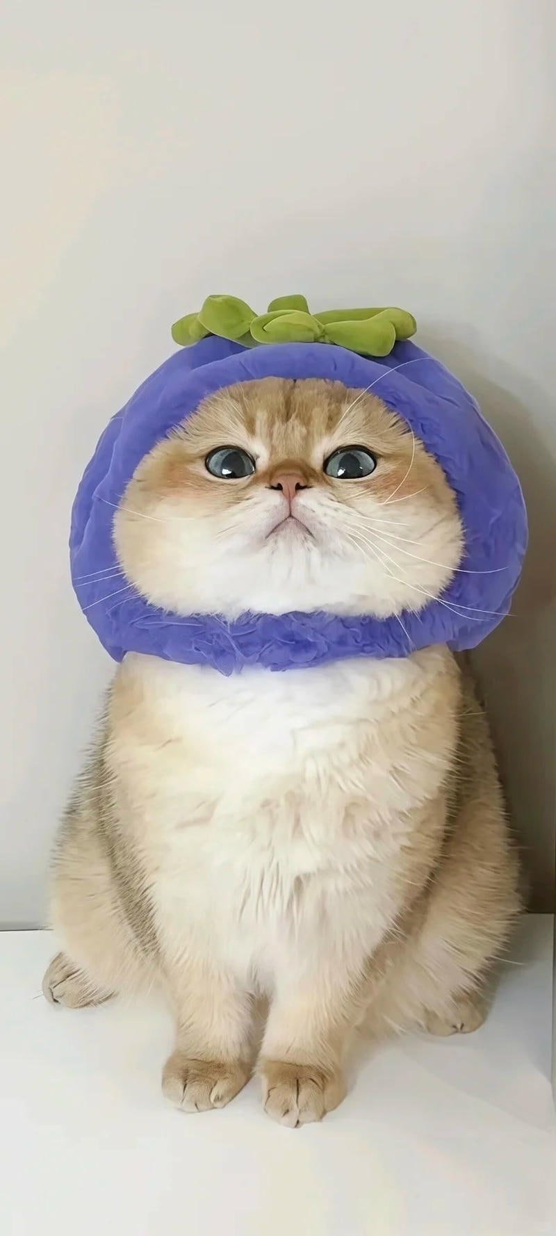 Xem hình nền mèo chất lượng