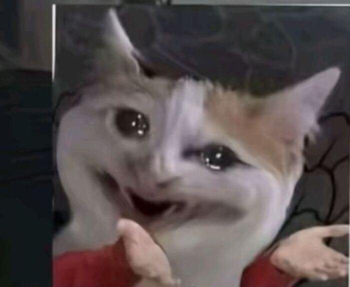 eme con mèo cười xỉu bất lực