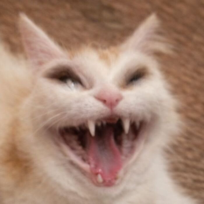 eme con mèo cười xỉu