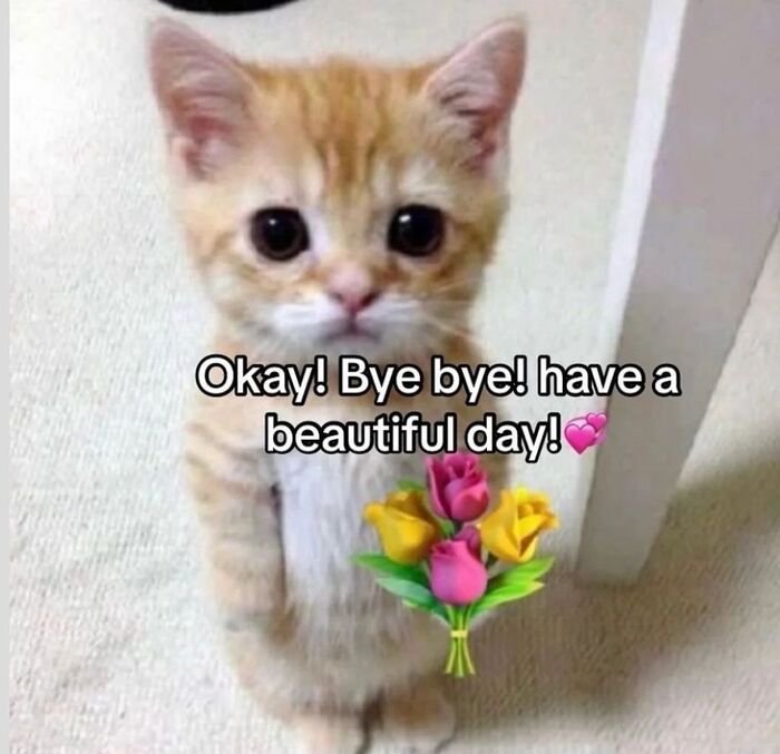 meme bye bất lực