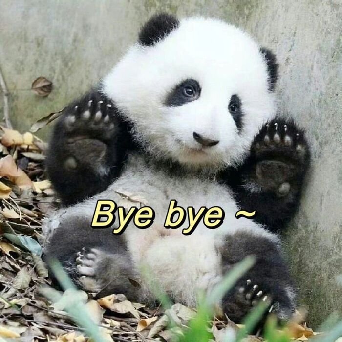 meme bye nhìn chằm chằm