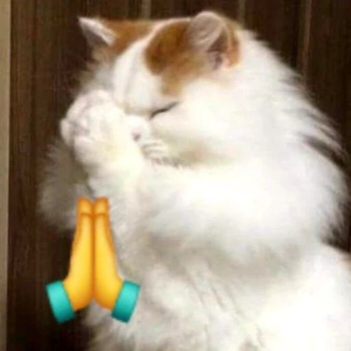 meme chế phản ứng bất lực