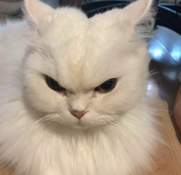 meme con mèo ánh mắt hài