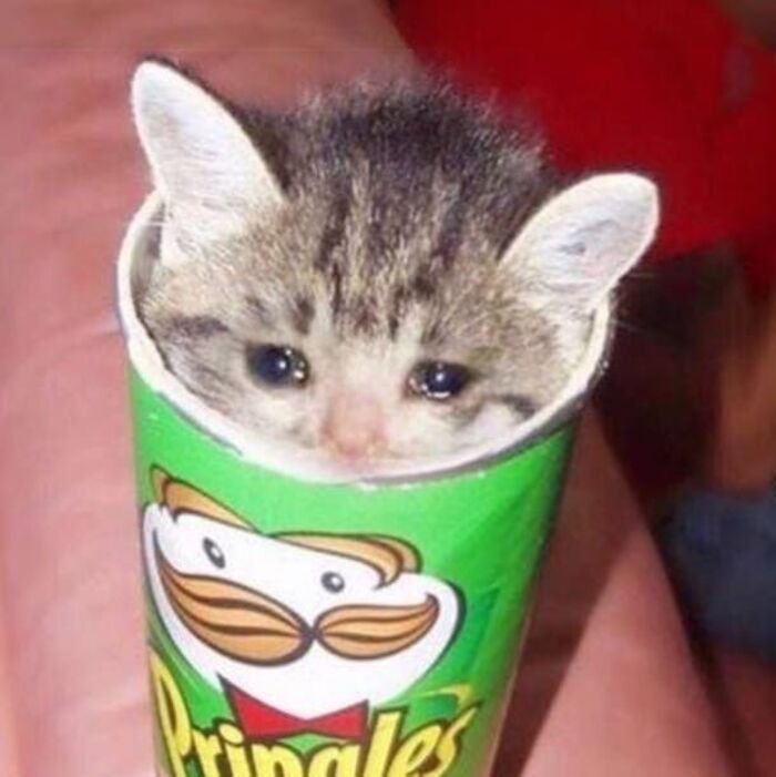 meme con mèo bất lực