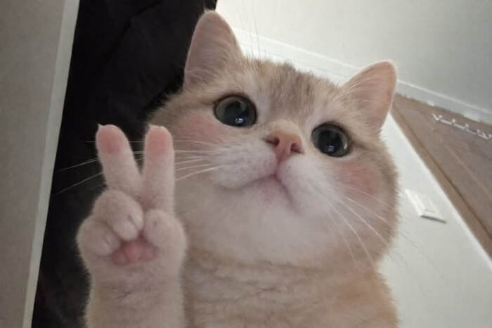 meme con mèo biểu cảm đơ