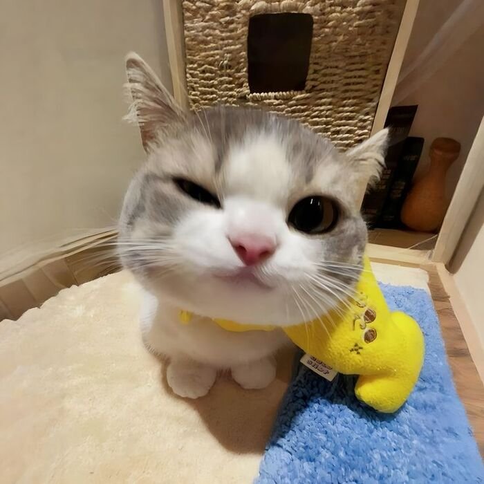 meme con mèo biểu cảm hài