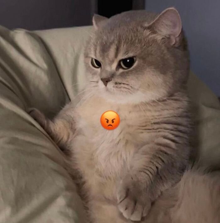 meme con mèo biểu cảm lạ