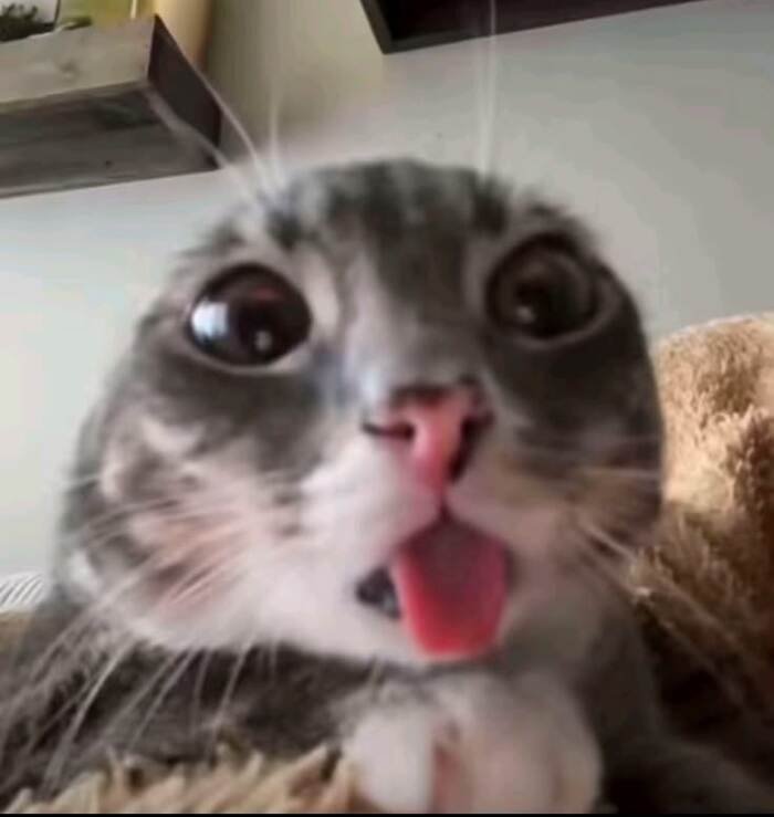 meme con mèo biểu cảm sốc