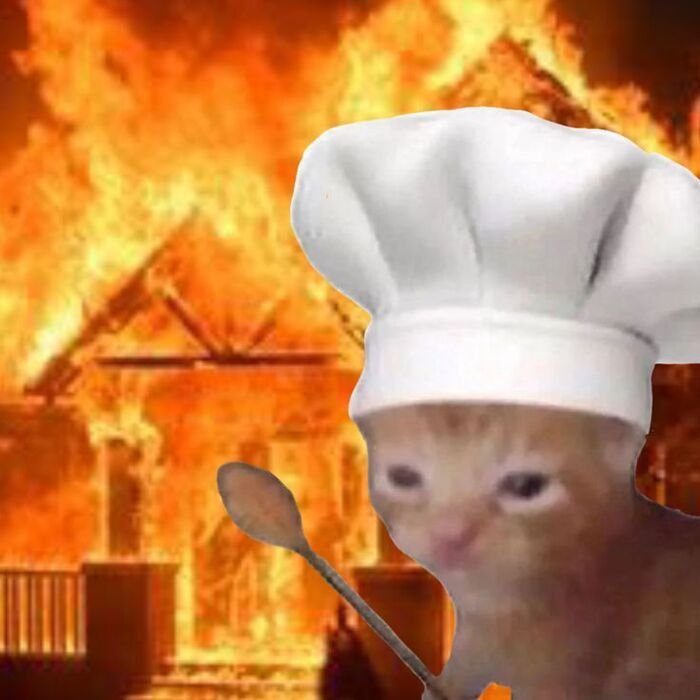 meme con mèo buồn cười