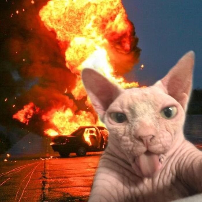 meme con mèo cười bựa