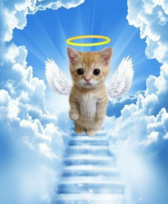 meme con mèo dễ thương