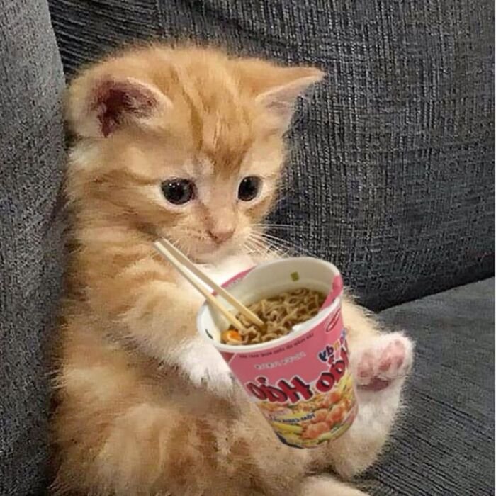 meme con mèo hài hước ăn mỳ