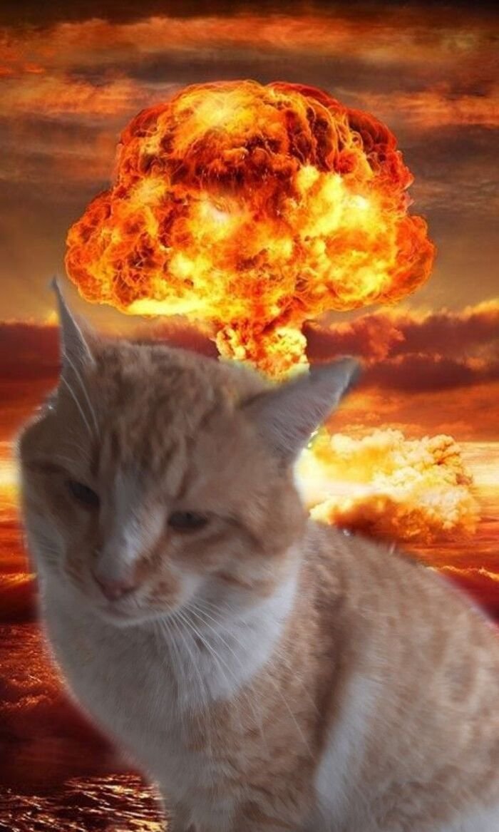 meme con mèo hài hước cháy