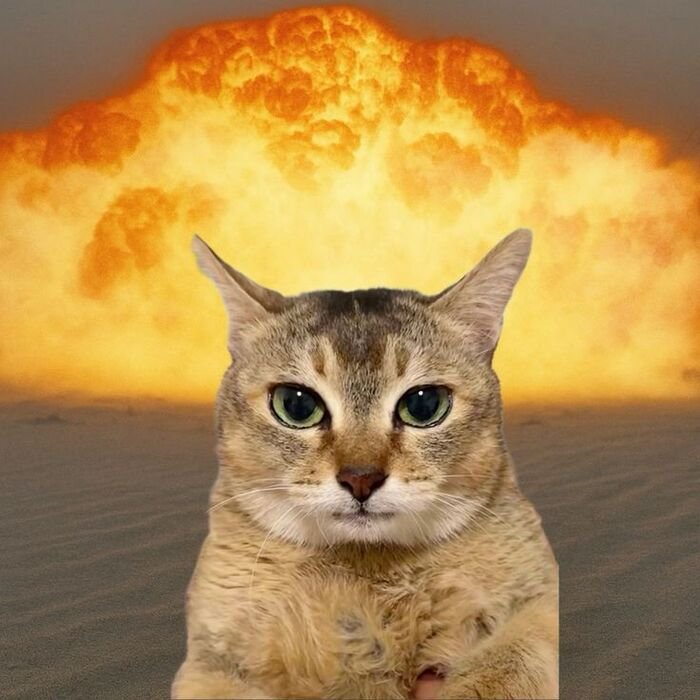 meme con mèo hài hước