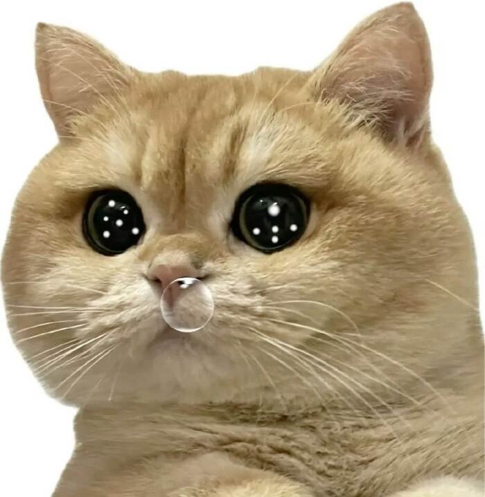 meme con mèo khó hiểu