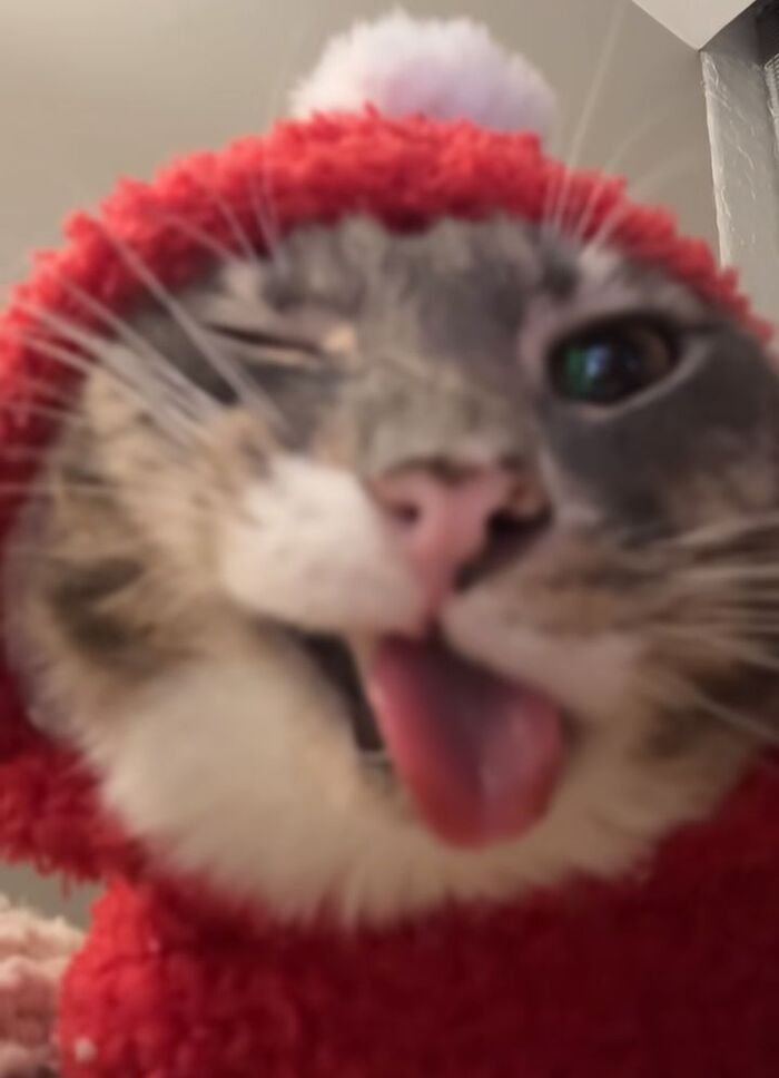 meme con mèo mắt tròn lè lưỡi