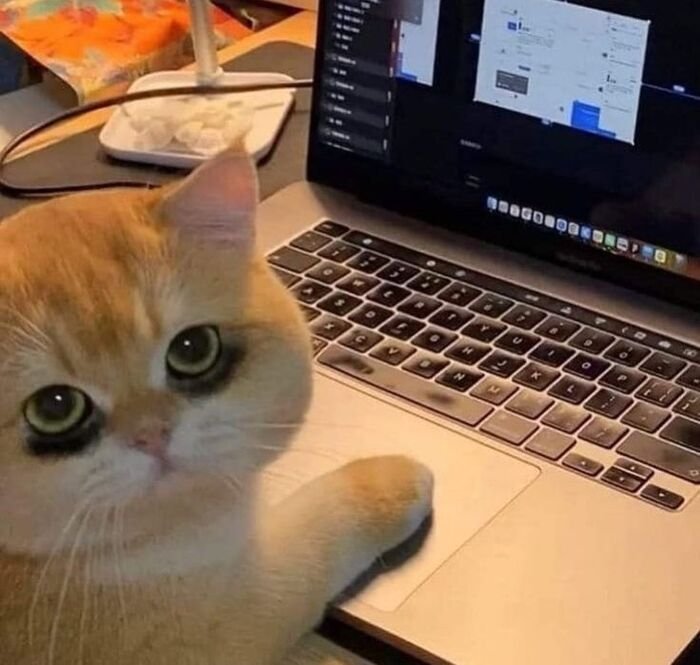 meme con mèo ngơ ngác