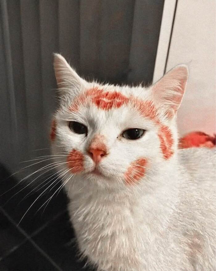 meme con mèo nhìn chằm chằm