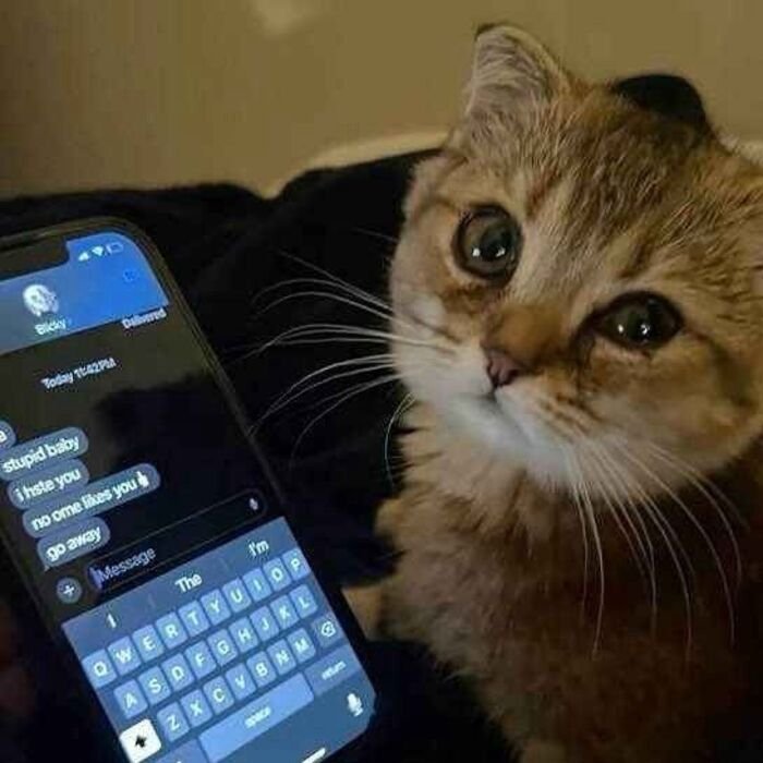 meme con mèo nhìn vô tri