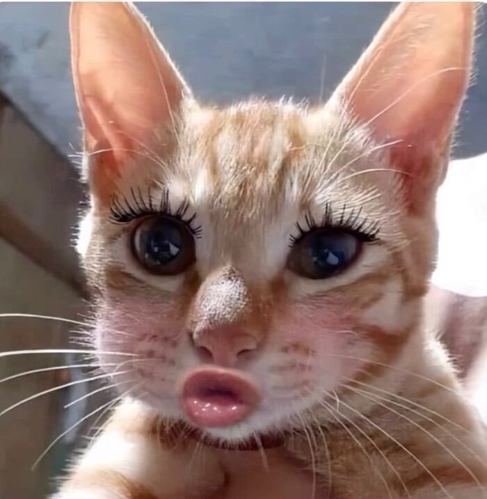 meme con mèo phản ứng hài