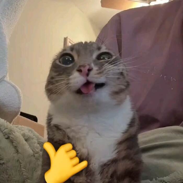 meme con mèo phản ứng kỳ lạ