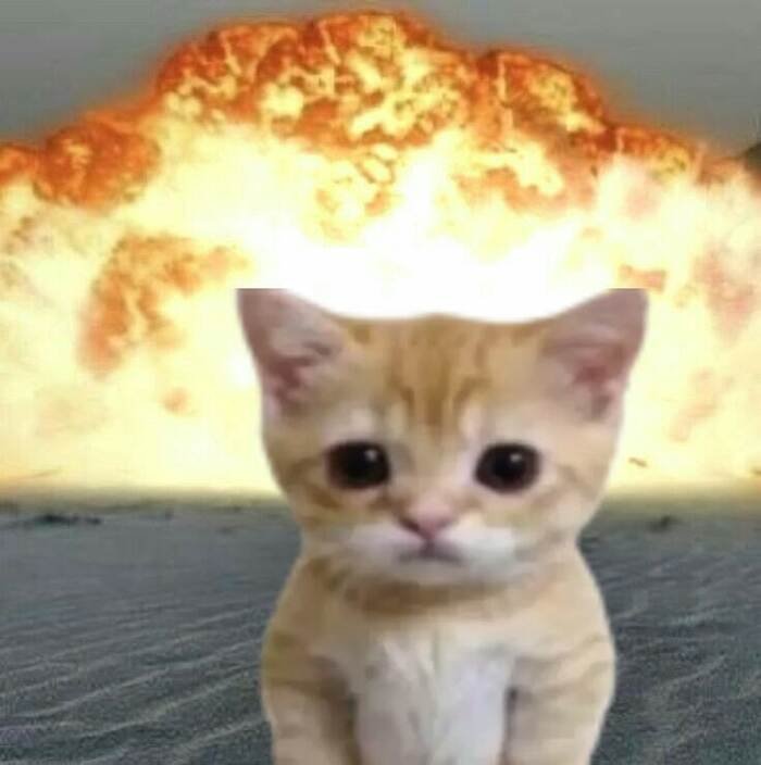 meme con mèo phản ứng ngáo