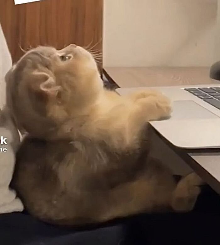 meme con mèo phản ứng nhanh