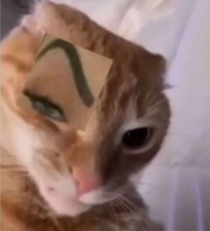 meme cười đểu biểu cảm buồn cười