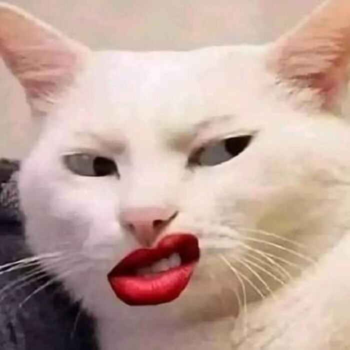 meme cười đểu phản ứng kỳ lạ