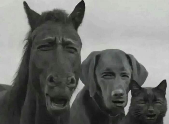 meme dark nhìn bất lực