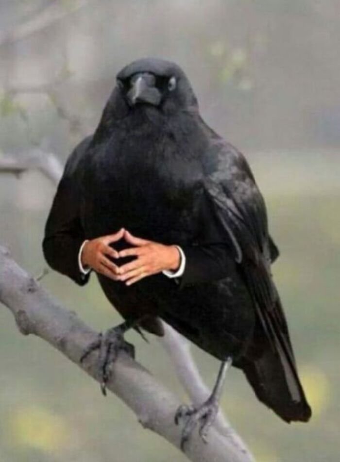 meme dark nhìn ngơ ngác