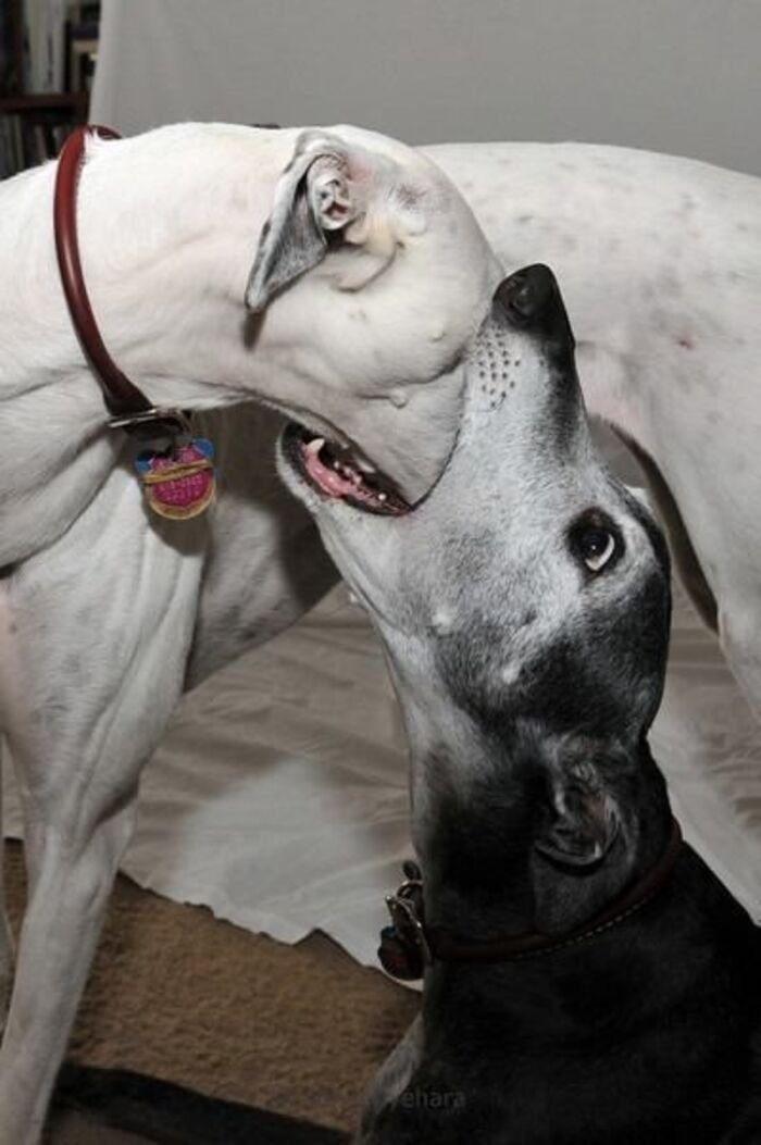 meme dog ánh mắt hài