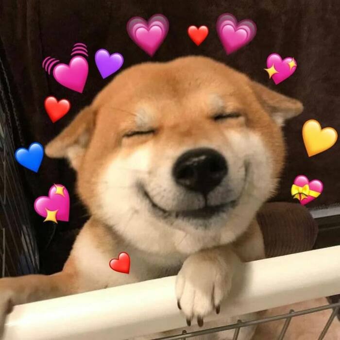 meme dog bất lực