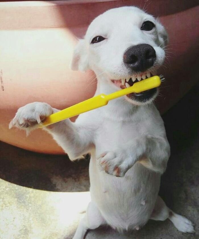 meme dog biểu cảm đơ