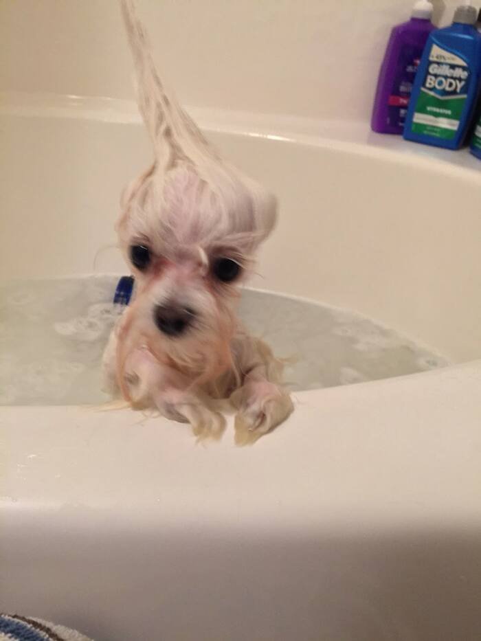 meme dog biểu cảm hài