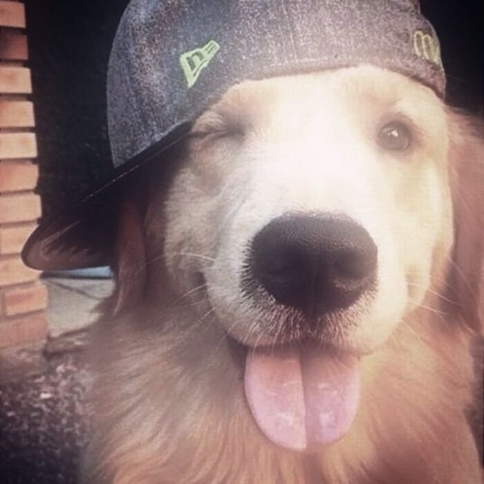 meme dog biểu cảm sốc