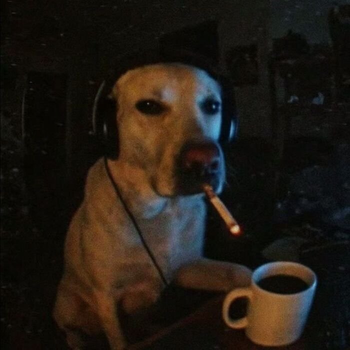 meme dog buồn cười